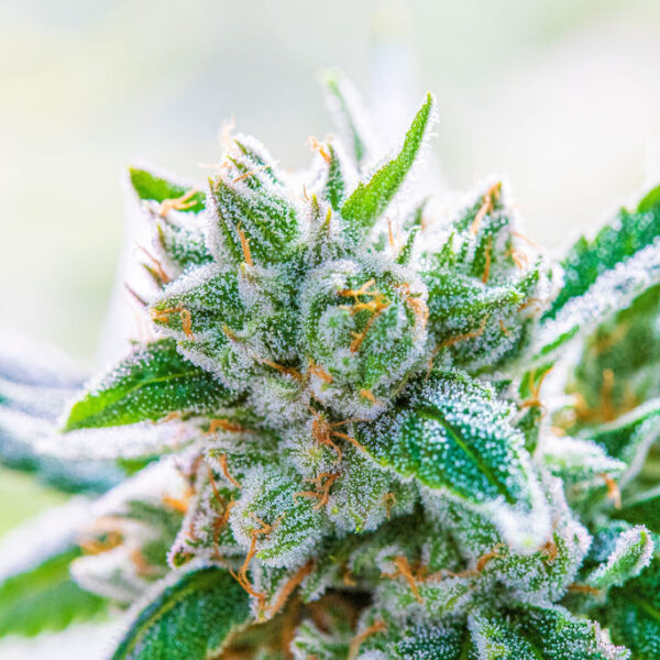 About BC Bud Delivery