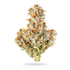 Jack Truffle