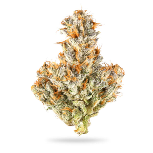 Jack Truffle